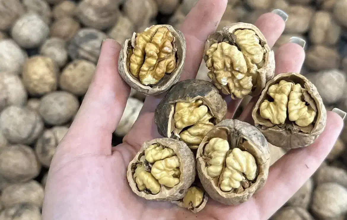 گردو خوش طعم تازه برداشت امسال شهر تویسرکان|خوردنی و آشامیدنی|تهران, گلچین|دیوار