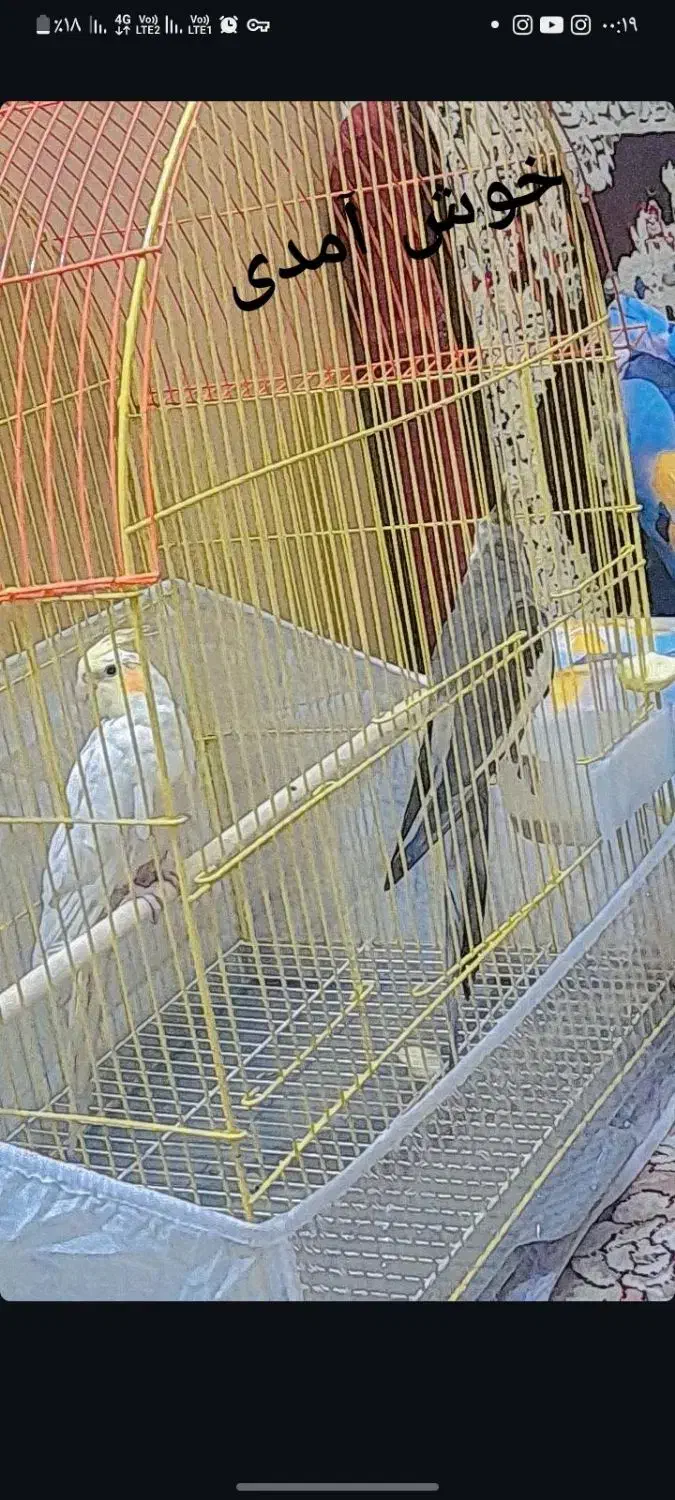 عروس هلندی|پرنده|تبریز, |دیوار