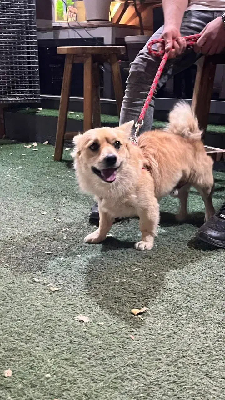 سگ پامر|سگ|اردکان, |دیوار