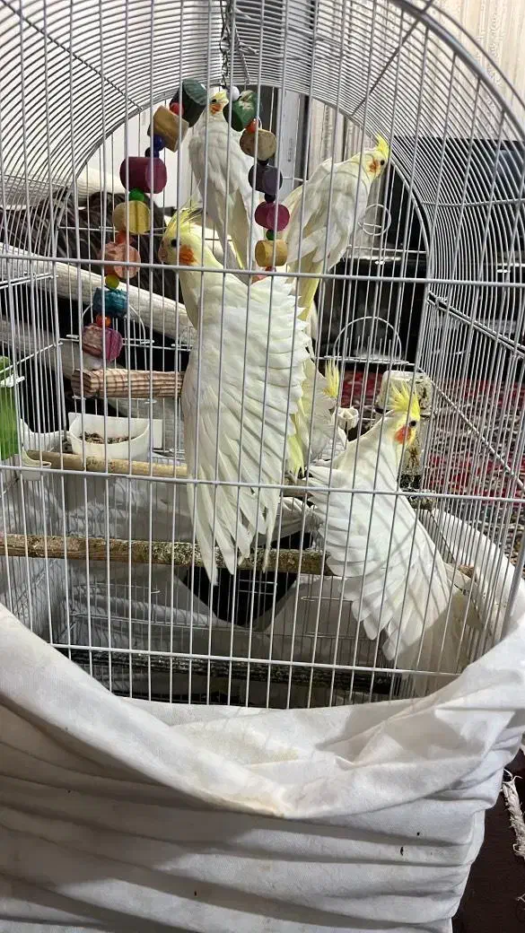 عروس هلندی|پرنده|پاکدشت, پاکدشت (مامازند)|دیوار