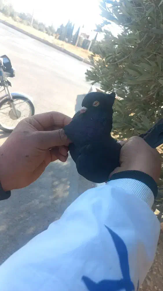 کفتر|پرنده|صدرا-فارس, فاز ۱|دیوار