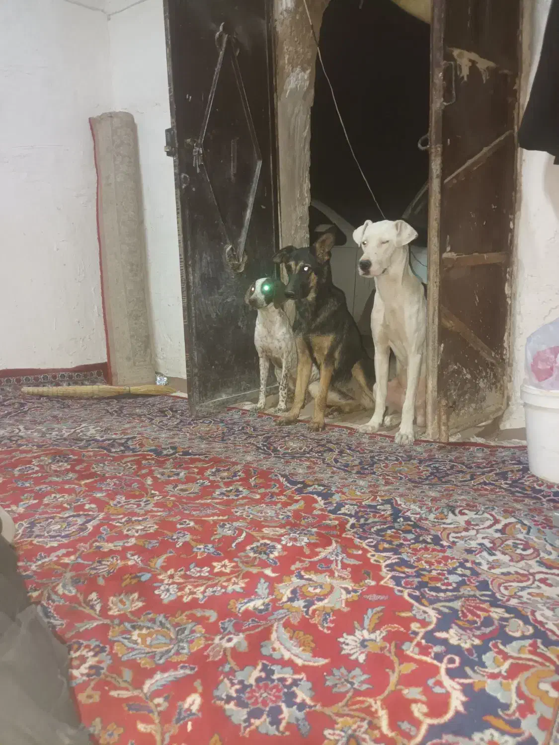 واگذاری سگ شکاری|سگ|ساوه, |دیوار