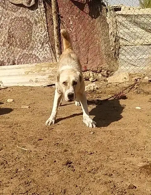 سگ خراسانی|سگ|چناران, |دیوار