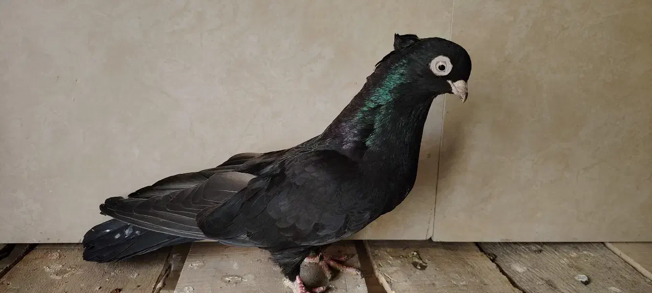 ماده ابادانی|پرنده|شهرضا, |دیوار