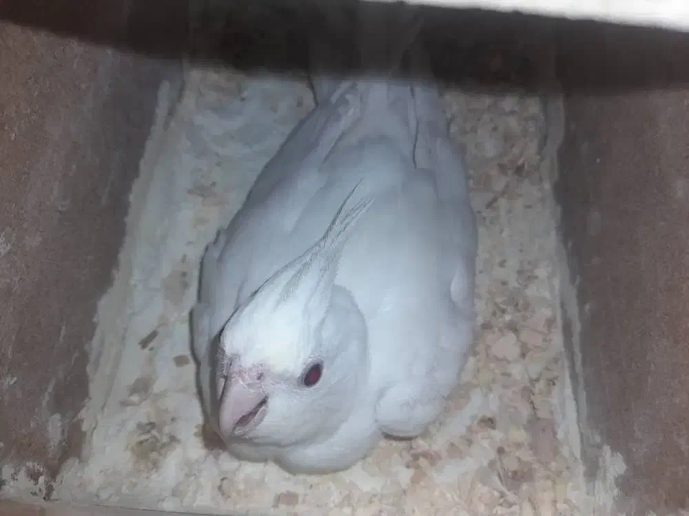 عروس هلندی البینو با تخم|پرنده|حمیدیه, |دیوار