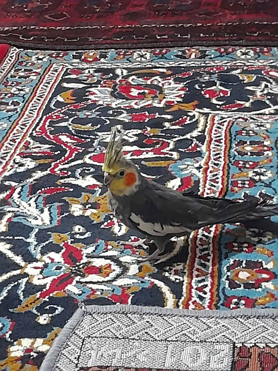 8000000|پرنده|رضویه, |دیوار