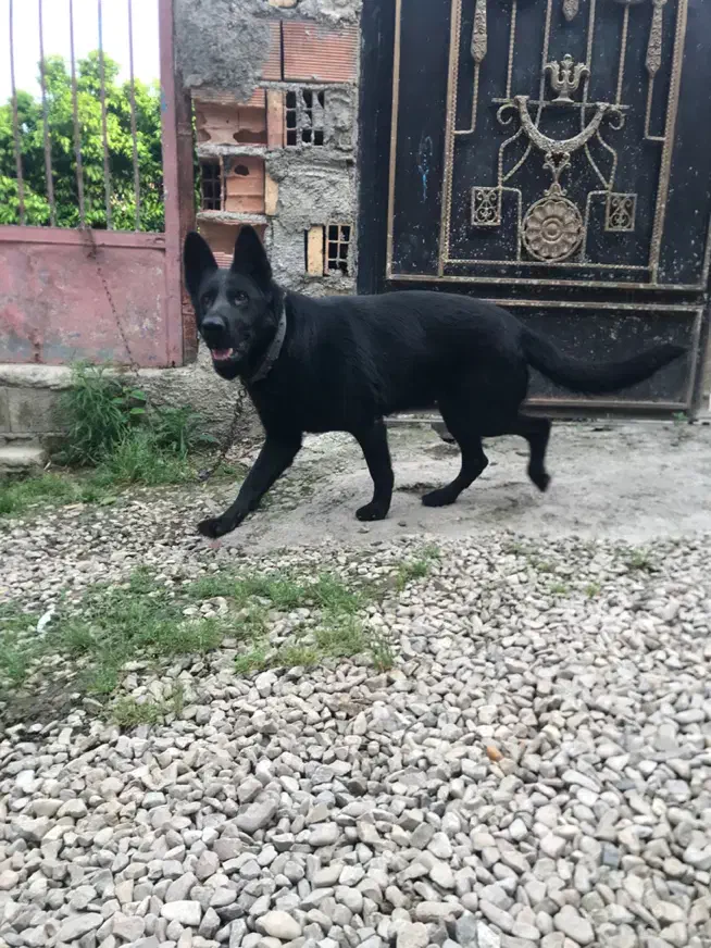 ژرمن بلک ماده اصیل|سگ|ساری, |دیوار