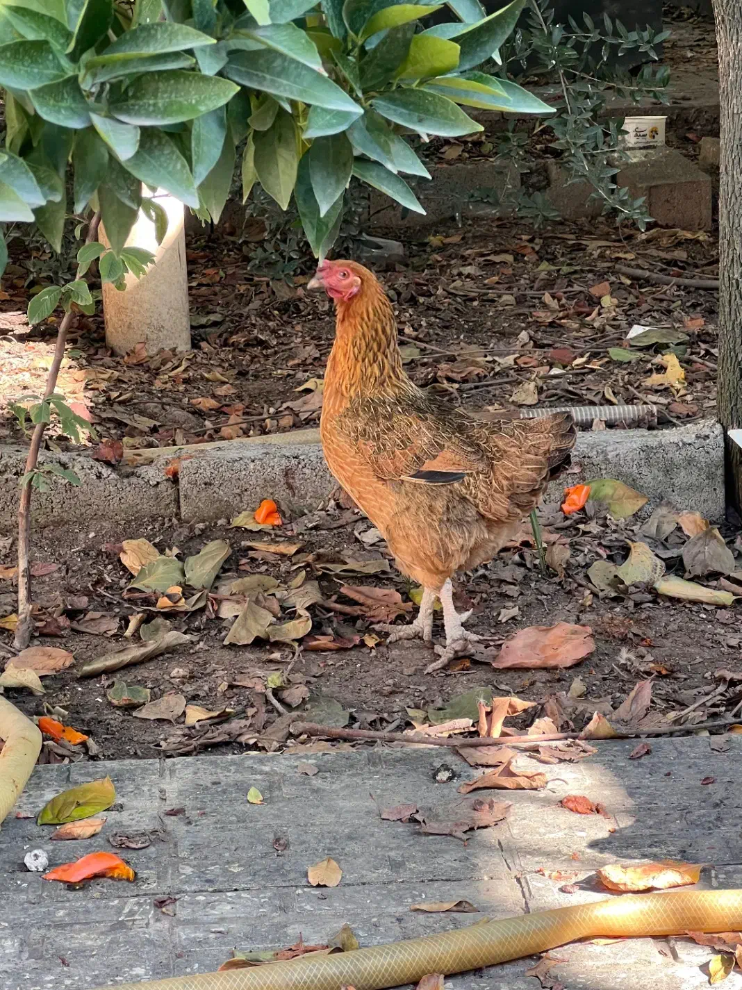 مرغ پر حنایی|حیوانات مزرعه|گرگان, |دیوار