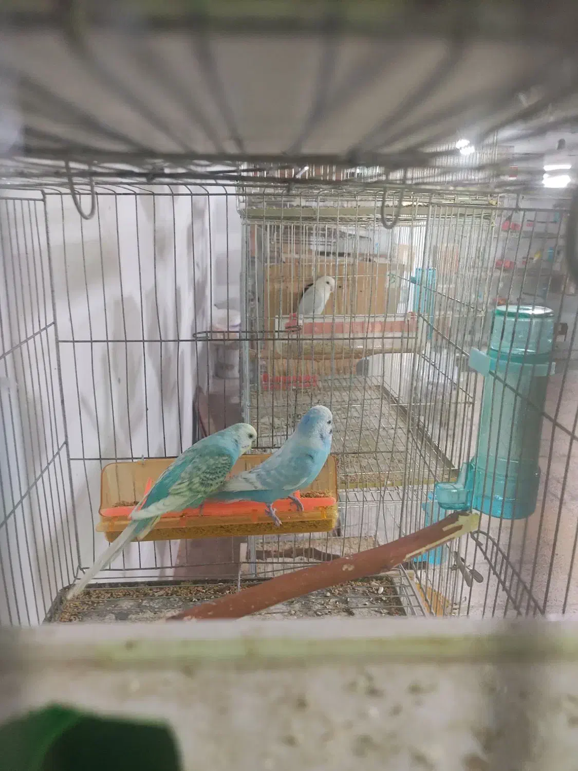 مرغ عشق اسپانگل رینبو با تخم|پرنده|فولادشهر, بوستان خلیج فارس|دیوار