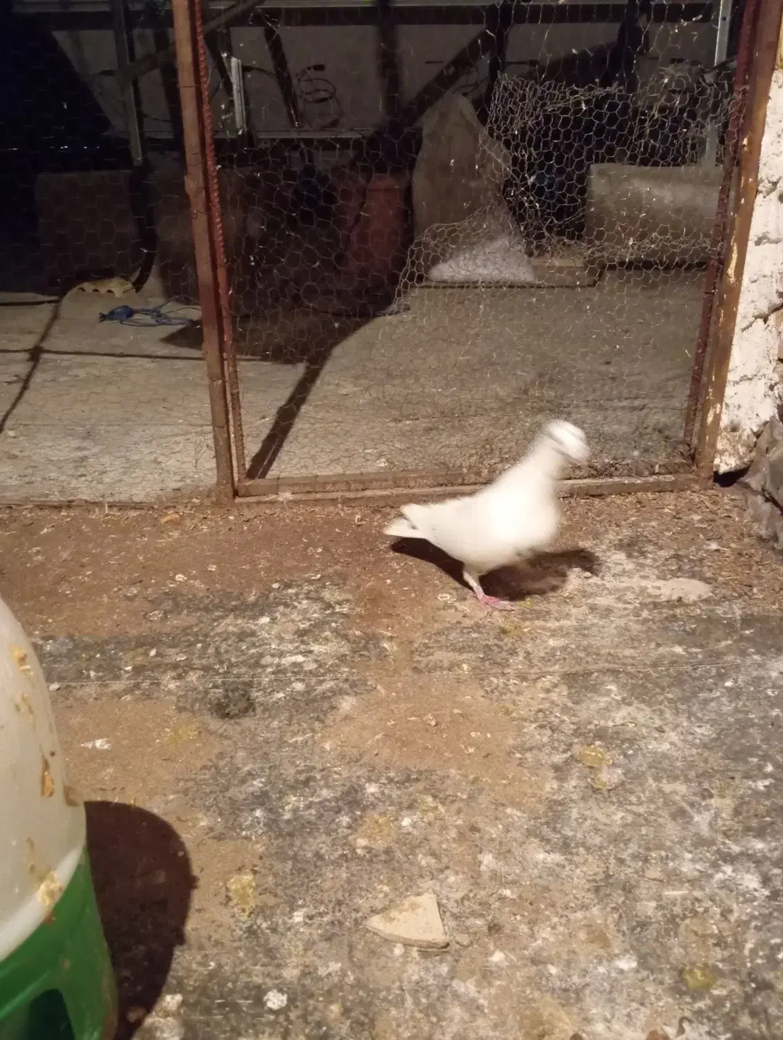 گل دمبی نر|پرنده|شیراز, کوی فرهنگیان|دیوار