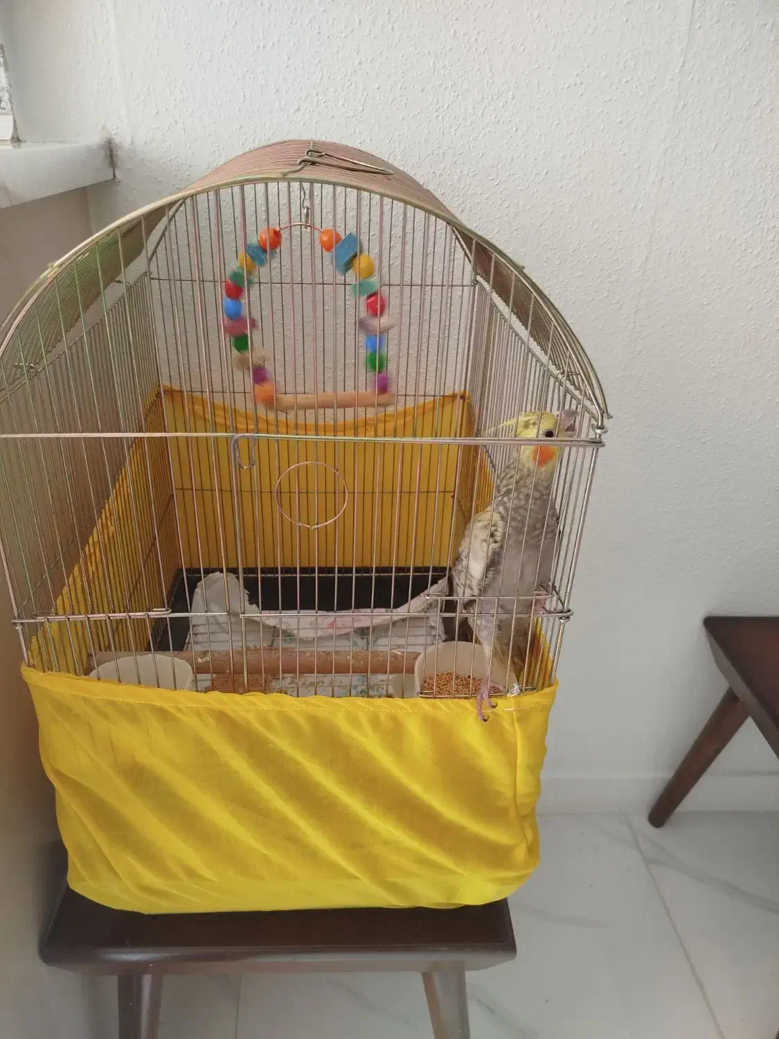 عروس هلندی|پرنده|تهران, مشیریه|دیوار