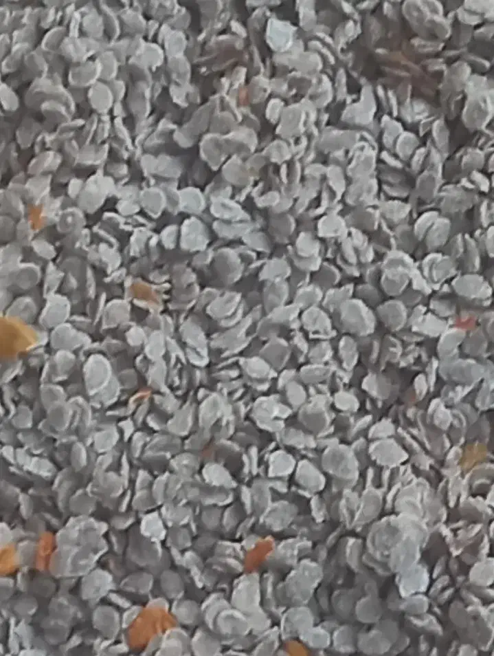 بذر گوجه|گل و گیاه طبیعی|اصفهان, ارداجی|دیوار