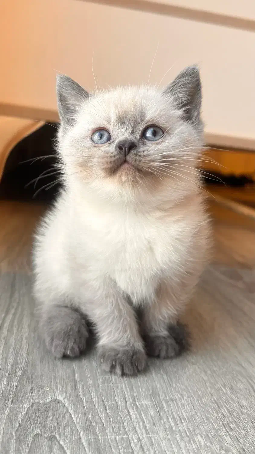 بریتیش بلوپوینت خاص ترین رنگ|گربه|تهران,  امام زاده قاسم (نیاوران)|دیوار