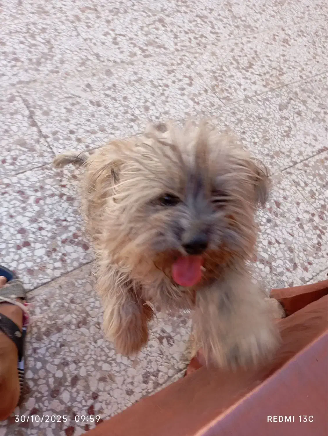 سگ شیتزو 5 ماهه|سگ|گلبهار, شهر جدید گلبهار|دیوار