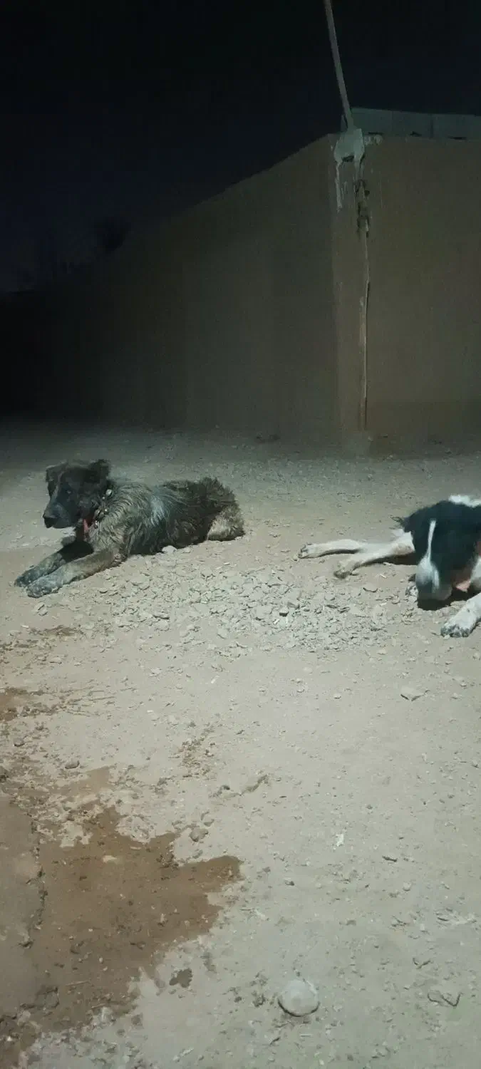 جفت هم قال نر ۲ساله|سگ|اصفهان, شهرک کوثر|دیوار