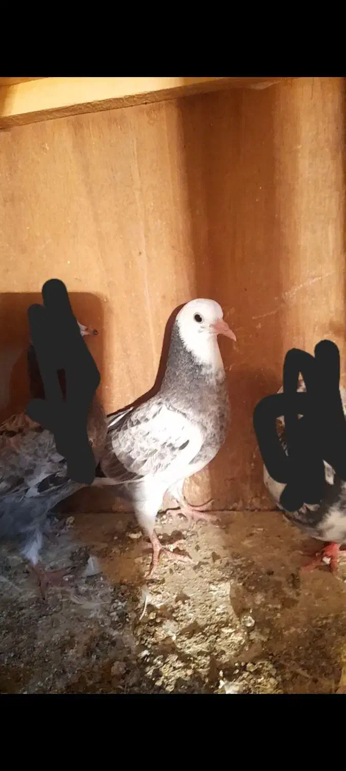 باخ رفته|پرنده|ماهدشت, |دیوار