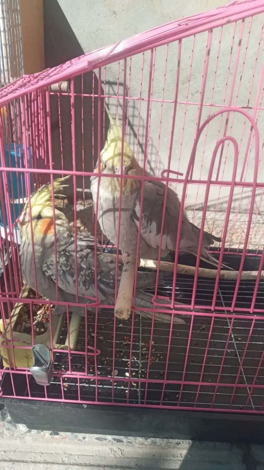 عروس هلندی|پرنده|فارسان, |دیوار