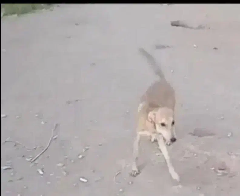 دو سگ ۹ ماه ماده گم شده|حیوانات|کرمان, |دیوار