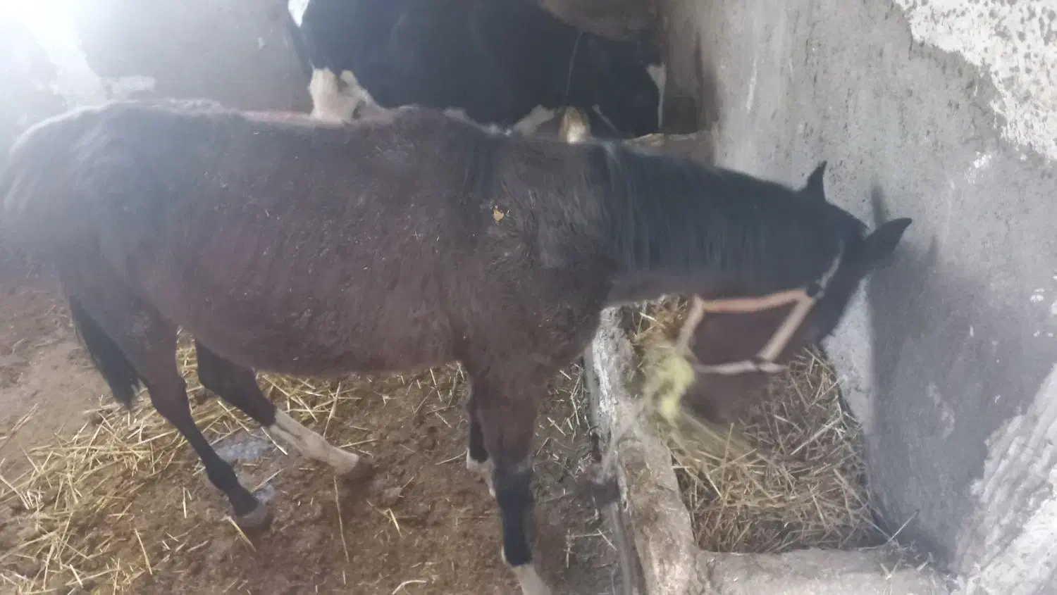 اسب کرد|حیوانات مزرعه|اردبیل, |دیوار