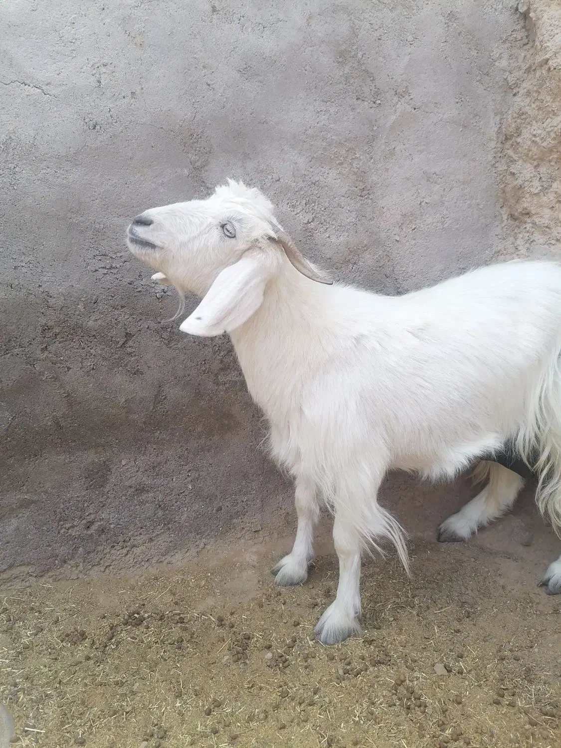 یه بز جملی زا چاق برای سر بریدن خوبه|حیوانات مزرعه|درمیان, |دیوار