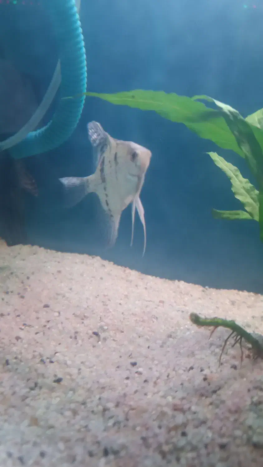 3عدد آنجل|ماهی|بندرعباس, |دیوار