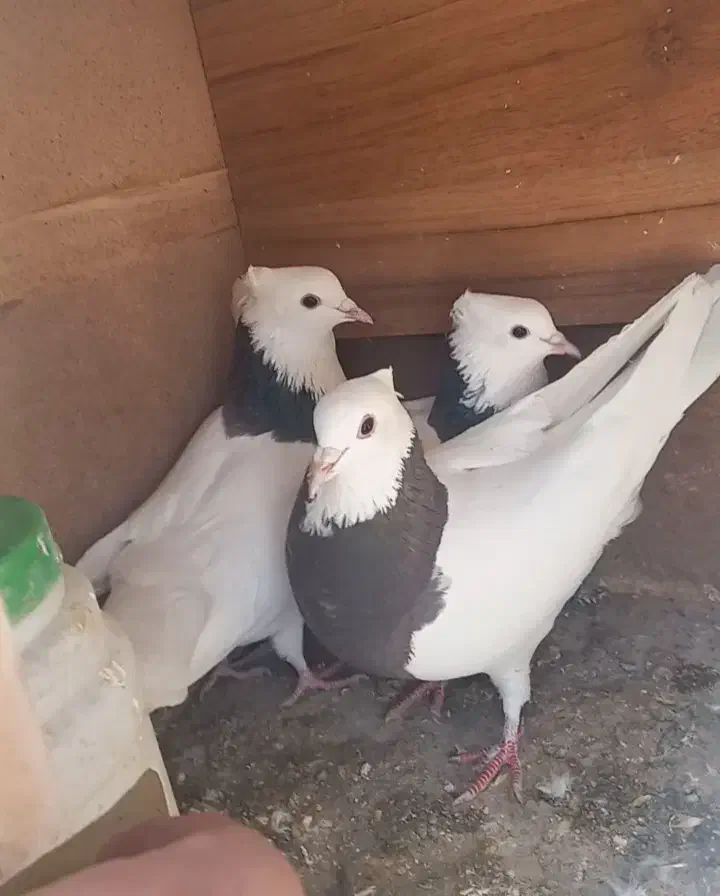 طوقی|پرنده|مبارکه, |دیوار