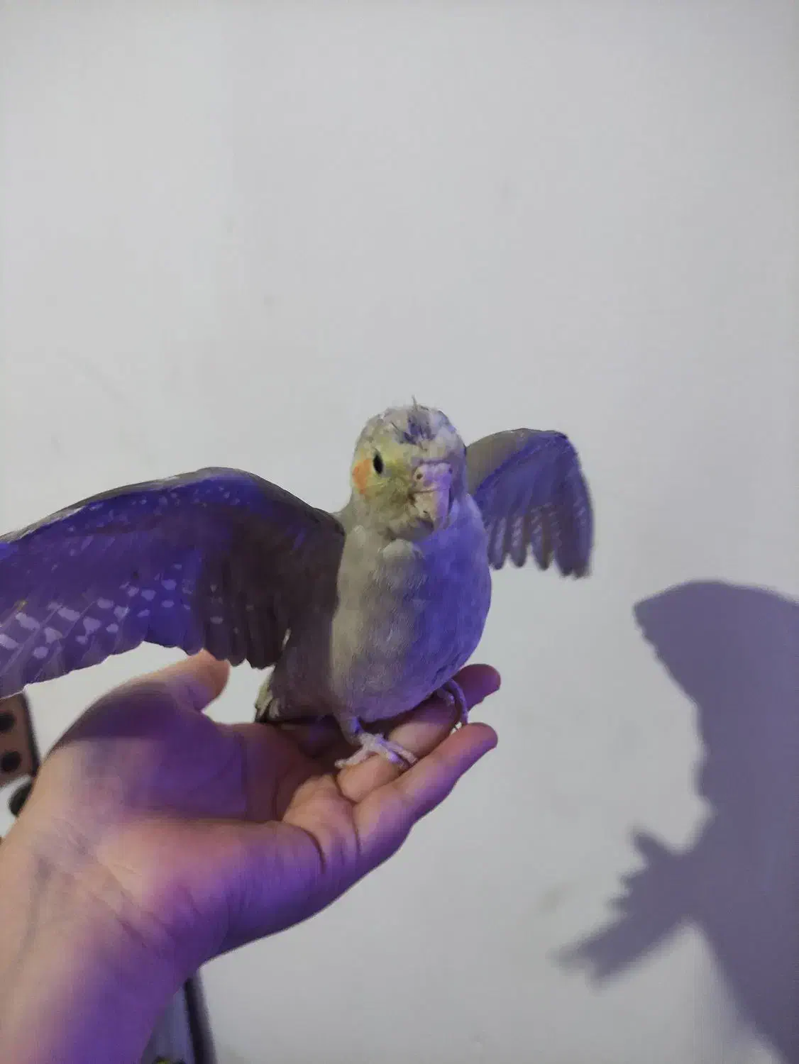 عروس دستی ماده 600|پرنده|شاهرود, |دیوار