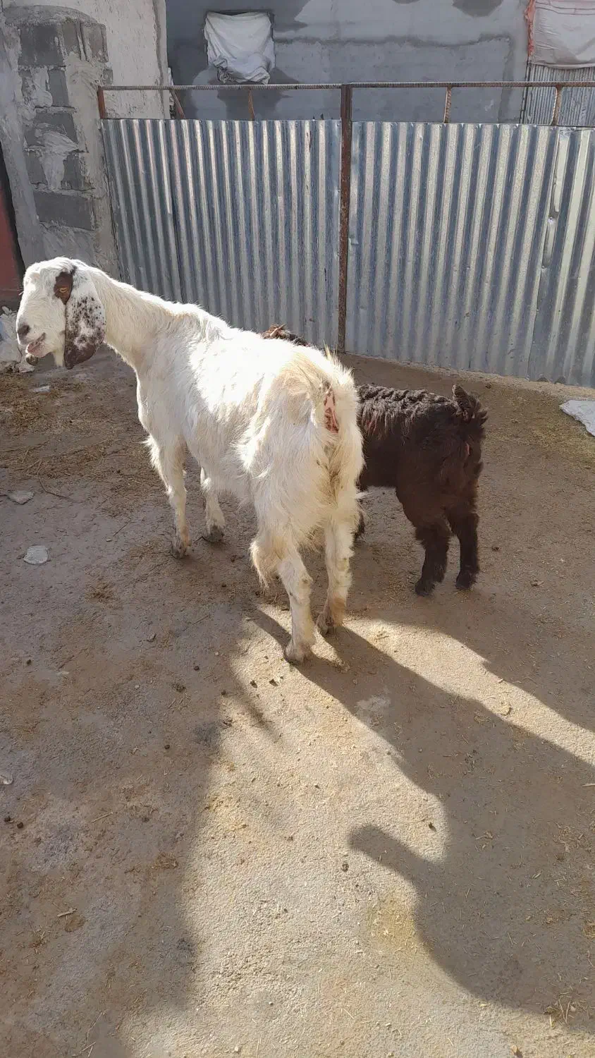 بزو بزغاله|حیوانات مزرعه|شیروان (خراسان), |دیوار