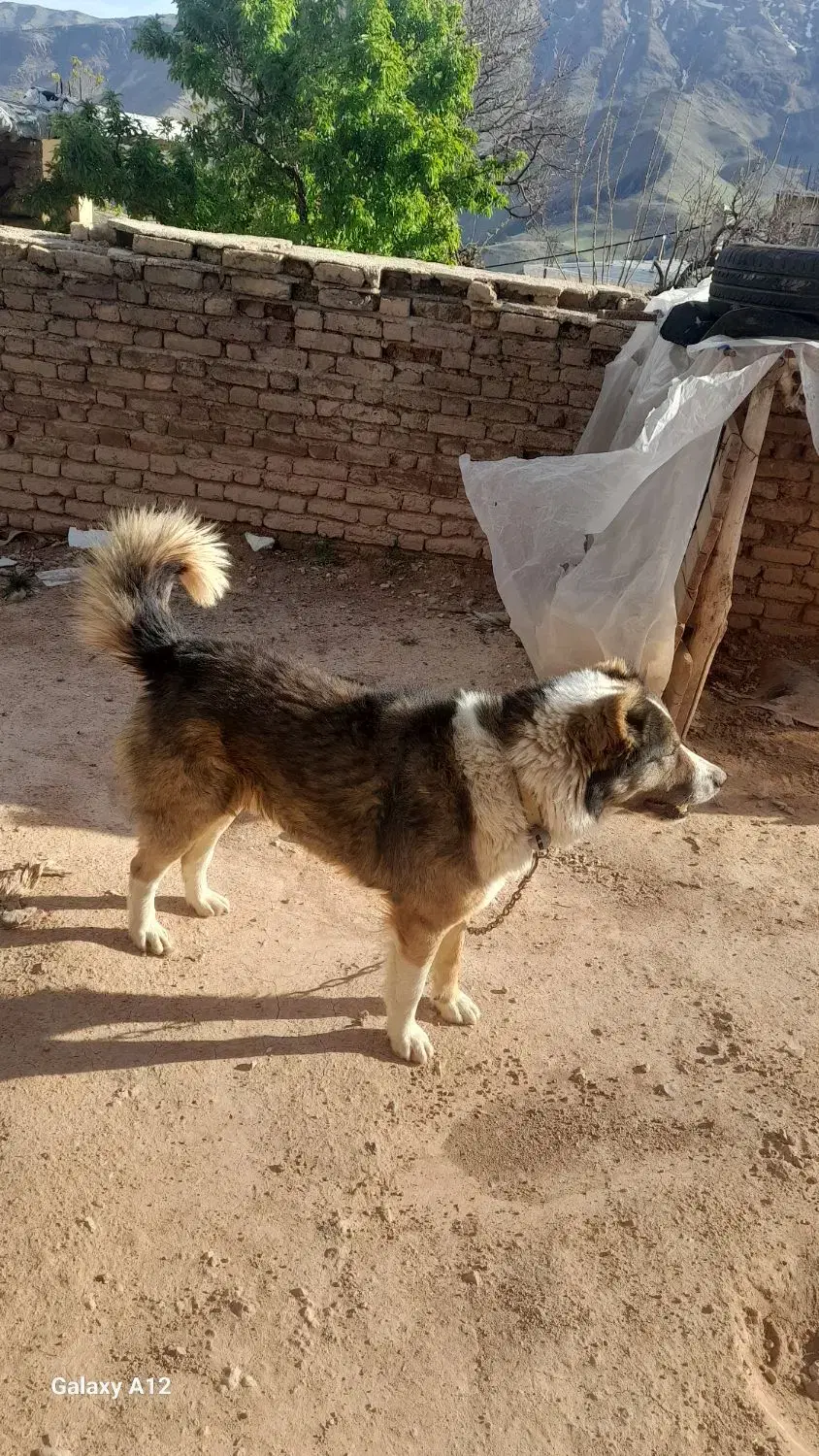 سگ گله|سگ|اردل, |دیوار