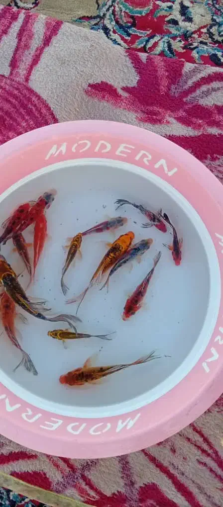 ماهی زینتی کوی|ماهی|دزفول, |دیوار