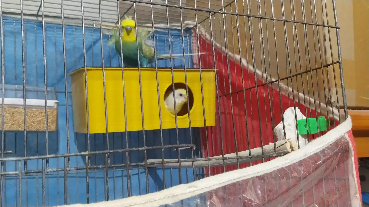 مزغ عشق|پرنده|شیراز, احمدی جنوبی|دیوار