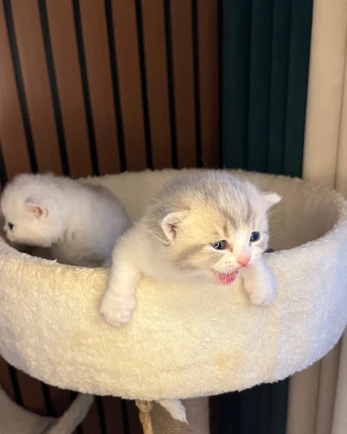 گربه ژاپنی بایکالر|گربه|تنکابن, |دیوار