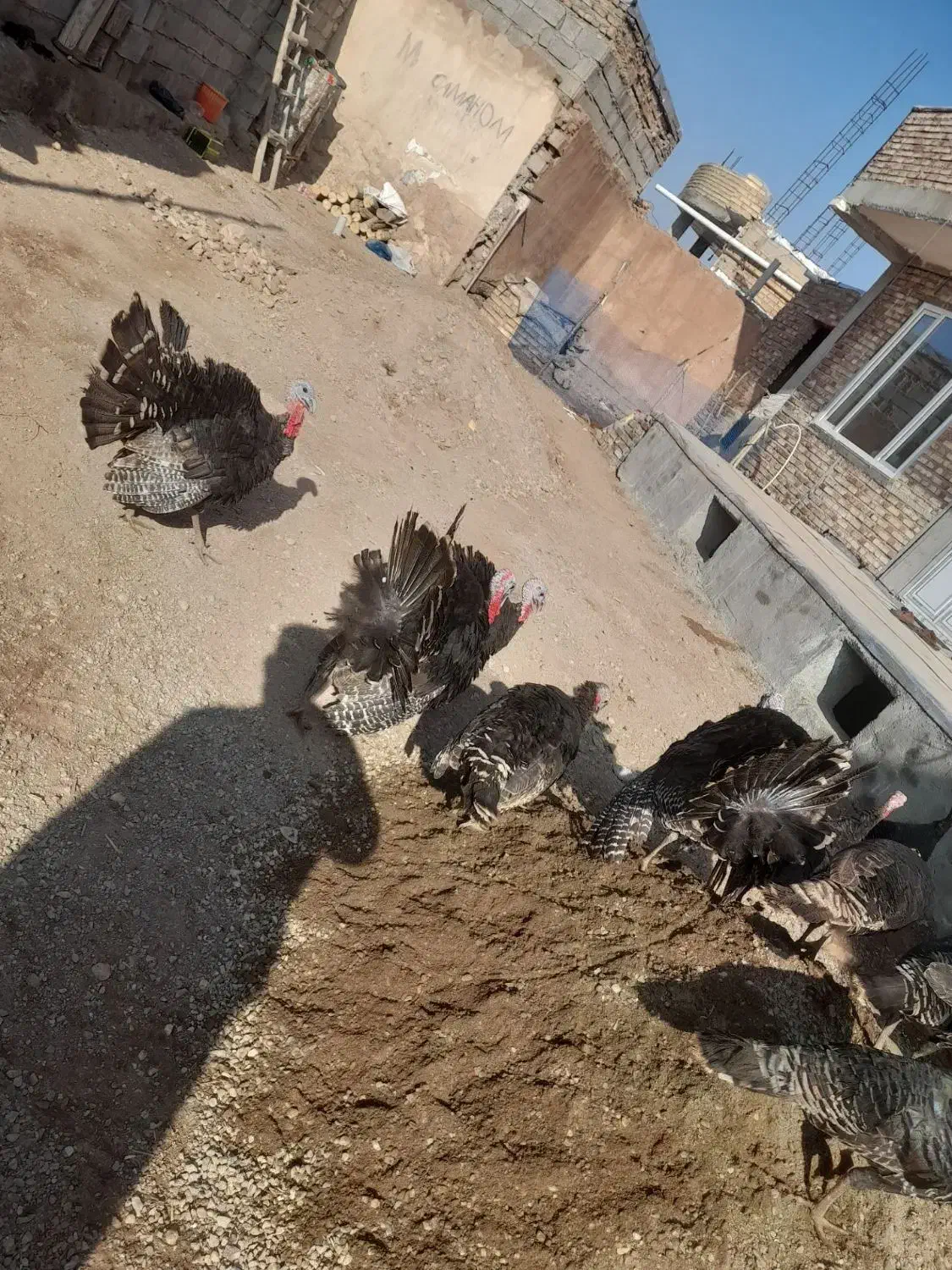 بوقلمون|حیوانات مزرعه|شوط, |دیوار