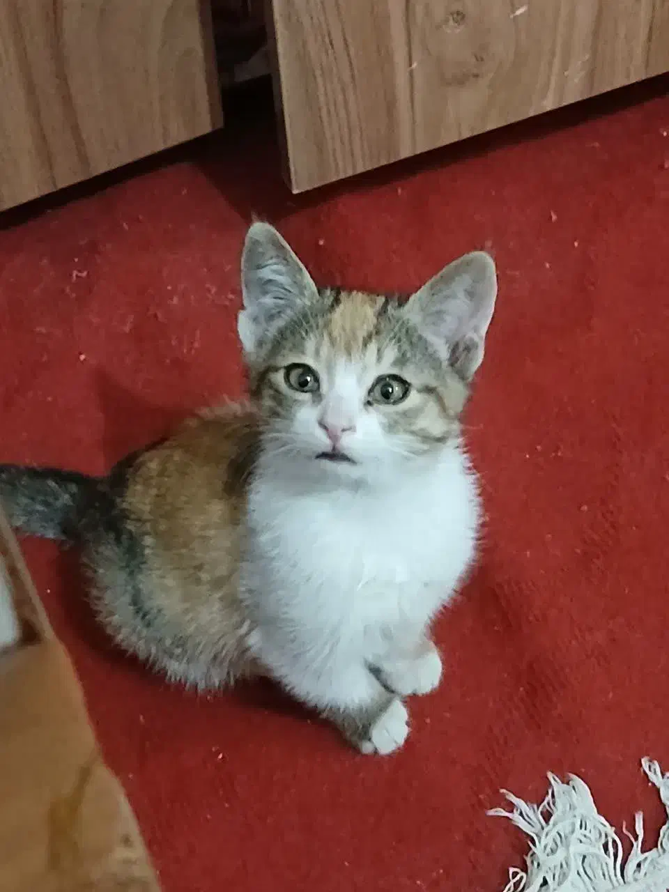 بچه گربه..دو ماهه|گربه|سبزوار, اسلام آباد|دیوار