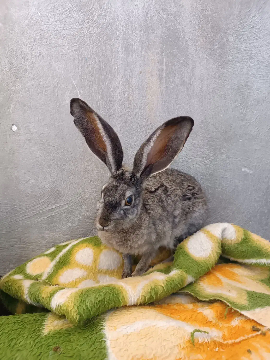 خرگوش|موش و خرگوش|سیرجان, |دیوار