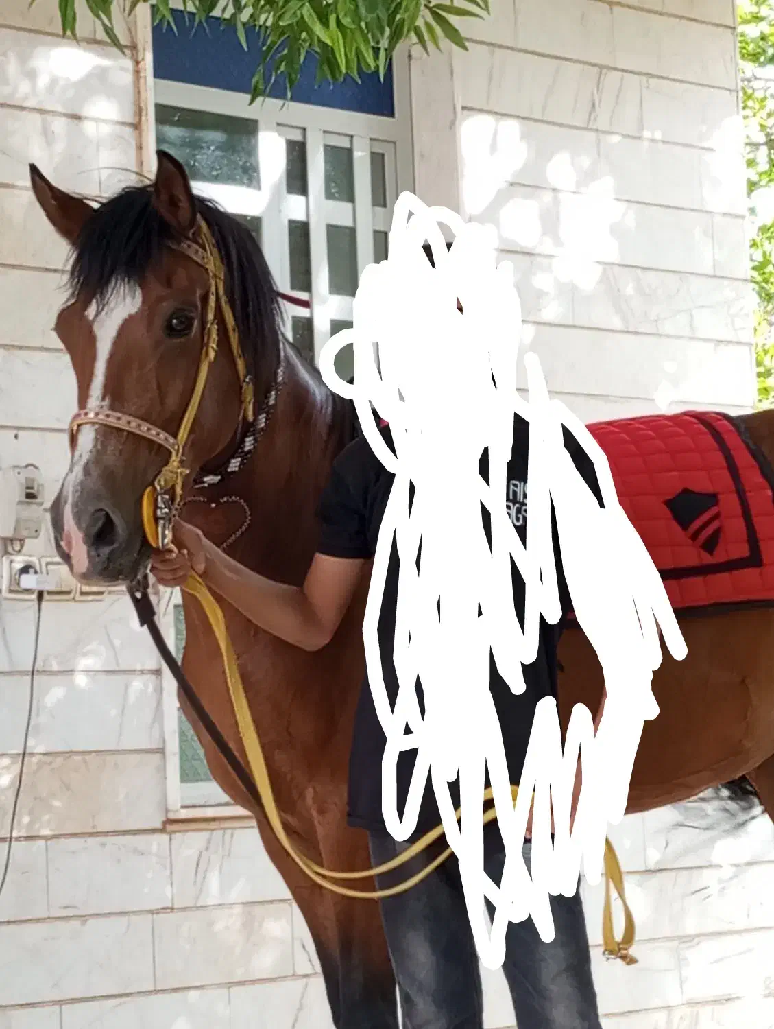 اسب مادیان|اسب و تجهیزات اسبسواری|مهریز, |دیوار