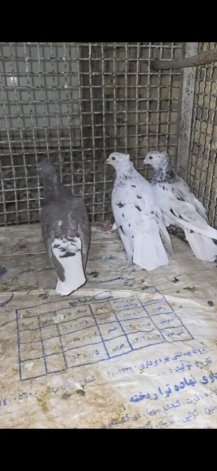 سه تا ماده دم سفید بندی جوون|پرنده|صدرا-فارس, فاز ۱|دیوار