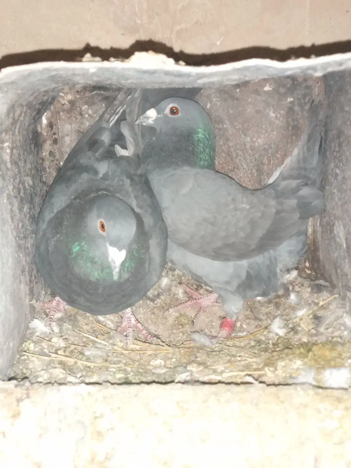 کبوتر|پرنده|اقلید, |دیوار