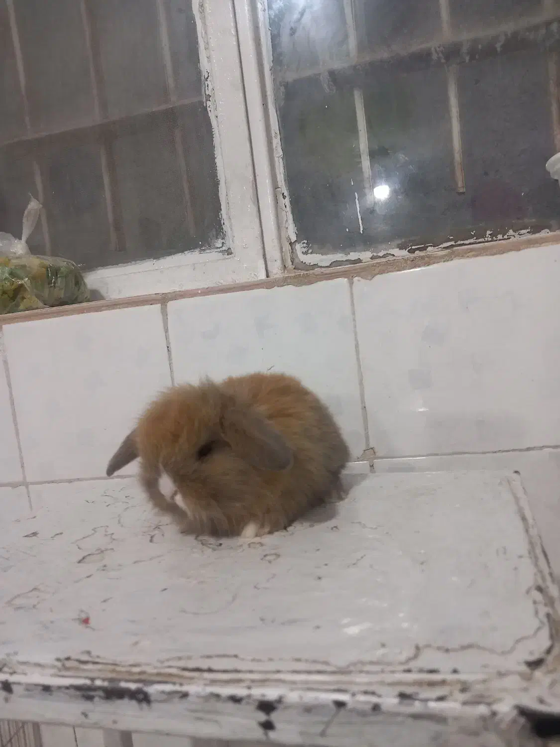 بچه خرگوش لوپ اصل|موش و خرگوش|تربت جام, جامی|دیوار