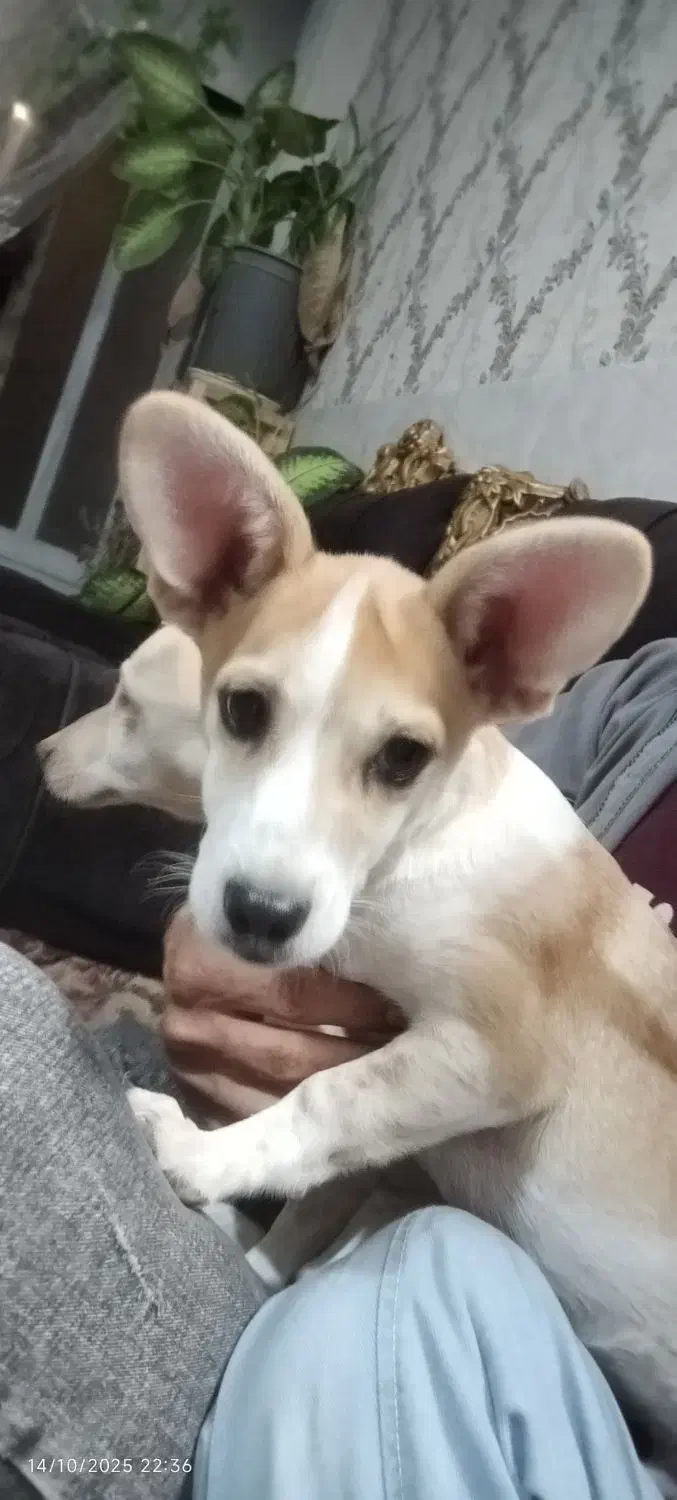 سگ نر شیواوا|سگ|دلیجان, |دیوار