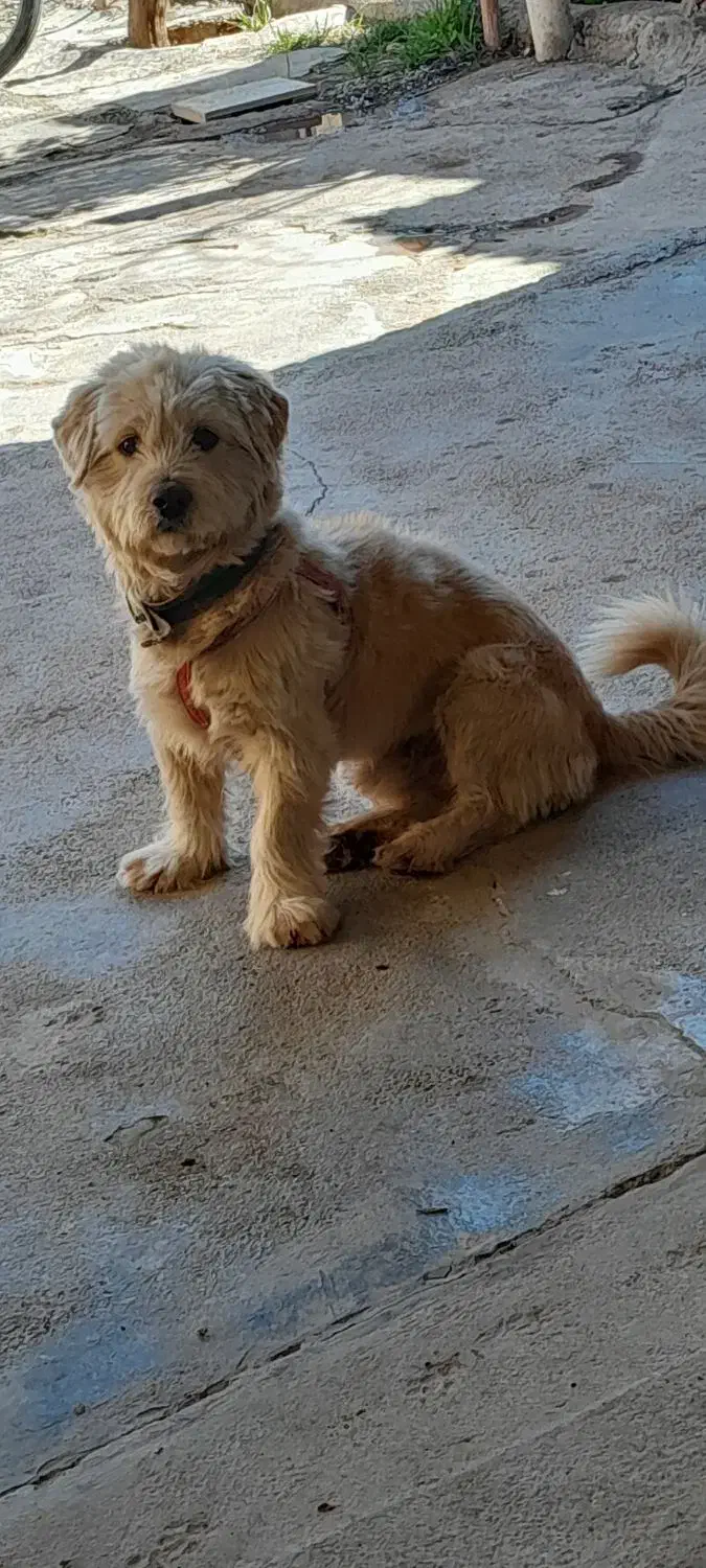 سگ شیتزو|سگ|بشاریات, |دیوار