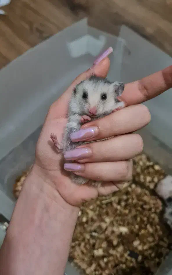 بچه همستر فقط ۲۴۰|موش و خرگوش|شیراز, ارم|دیوار