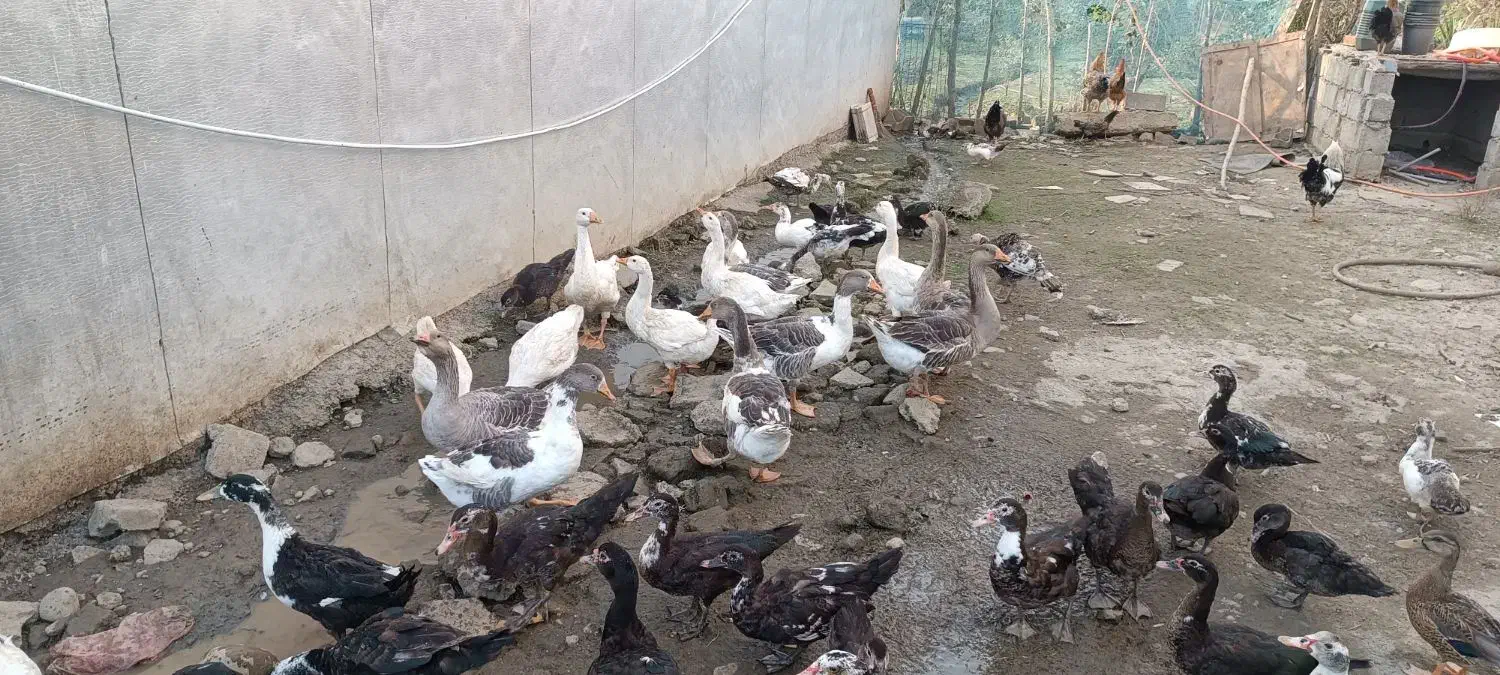 غاز|حیوانات مزرعه|کومله, |دیوار