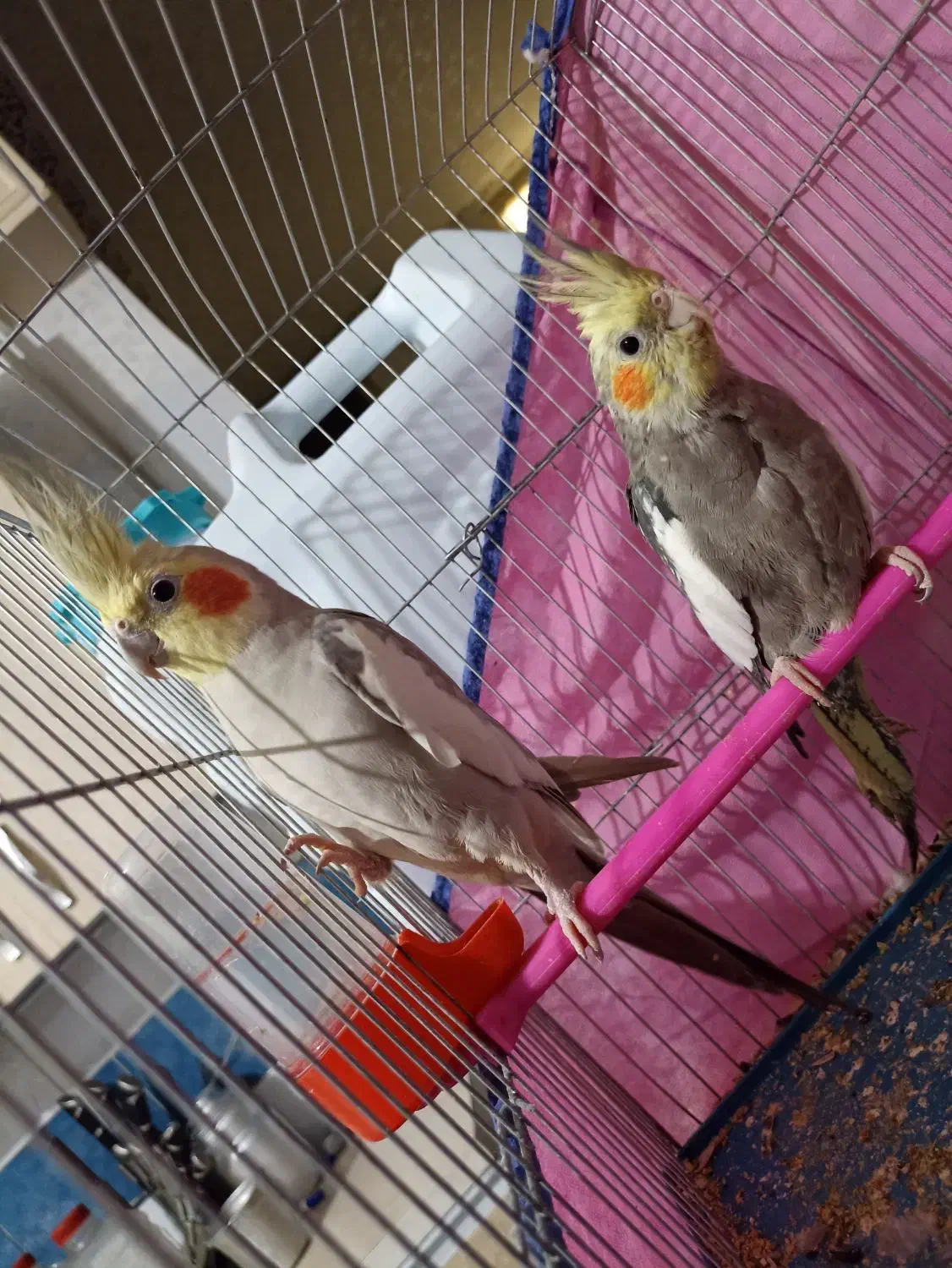 عروس هلندی|پرنده|اهواز, پردیس دو|دیوار