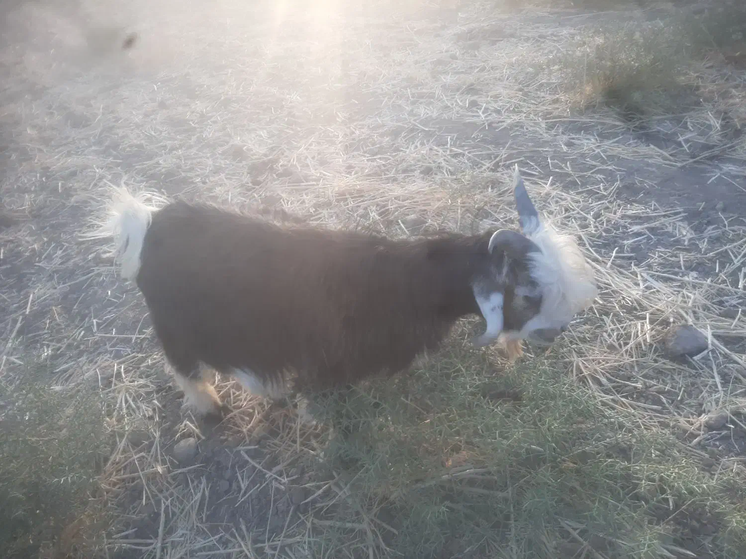 فروش بیگ|حیوانات مزرعه|لالی, |دیوار