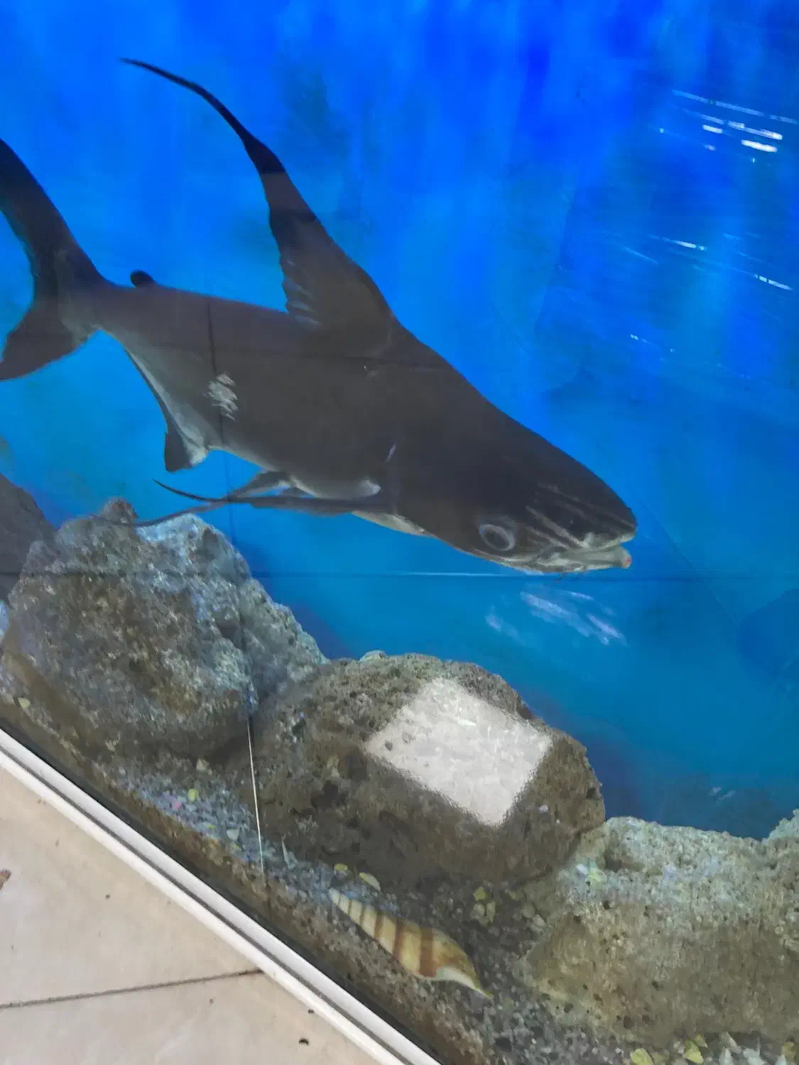 اکواریوم با تجهزیزات کامل|ماهی|اردبیل, |دیوار