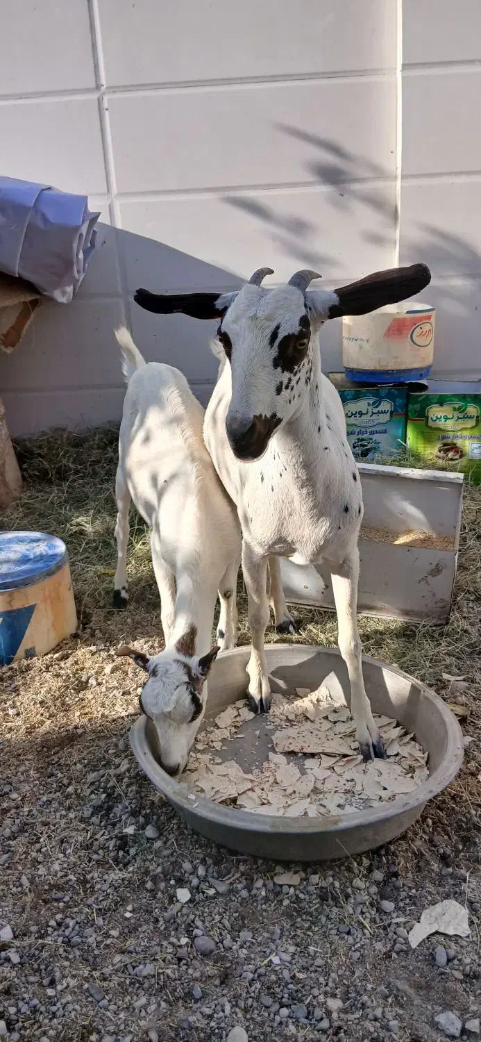 کهر|حیوانات مزرعه|تخت, |دیوار