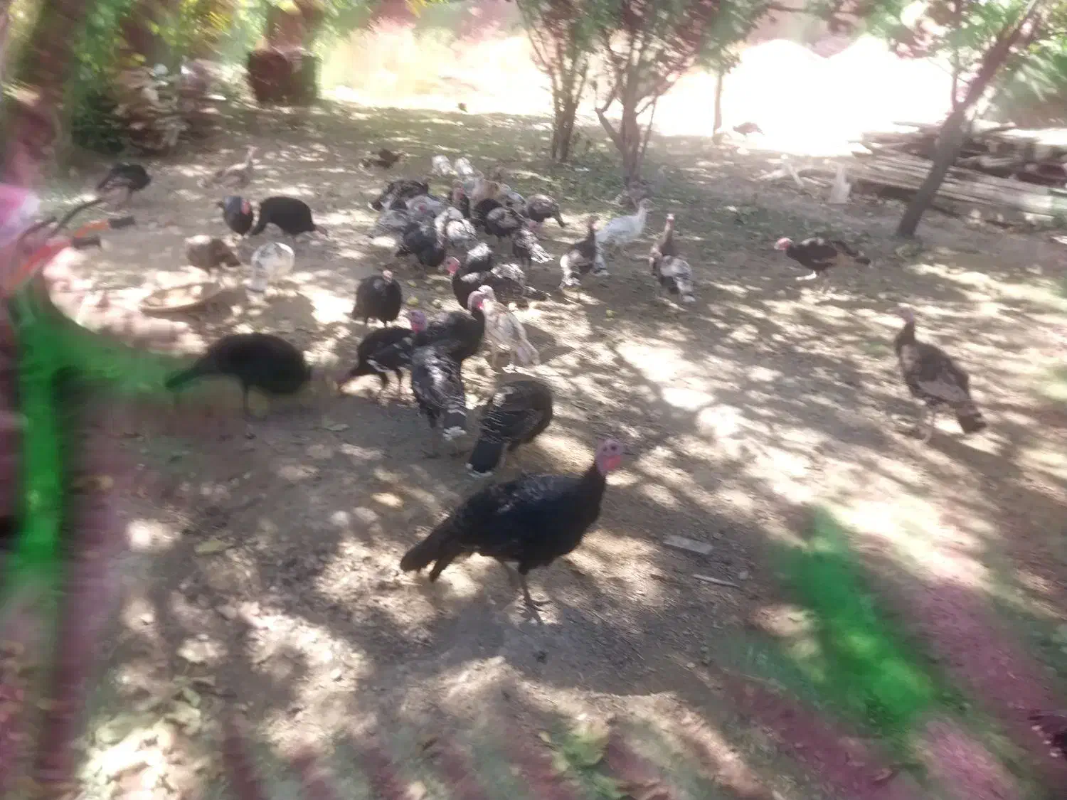 بوقلمون محلی|حیوانات مزرعه|شاهرود (اردبیل), |دیوار