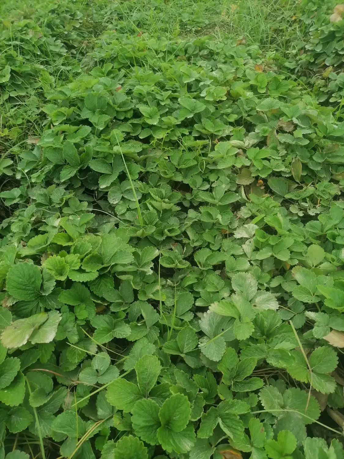 نهال توت فرنگی سابرینا نی 20ت|عمده‌فروشی|دلند, |دیوار