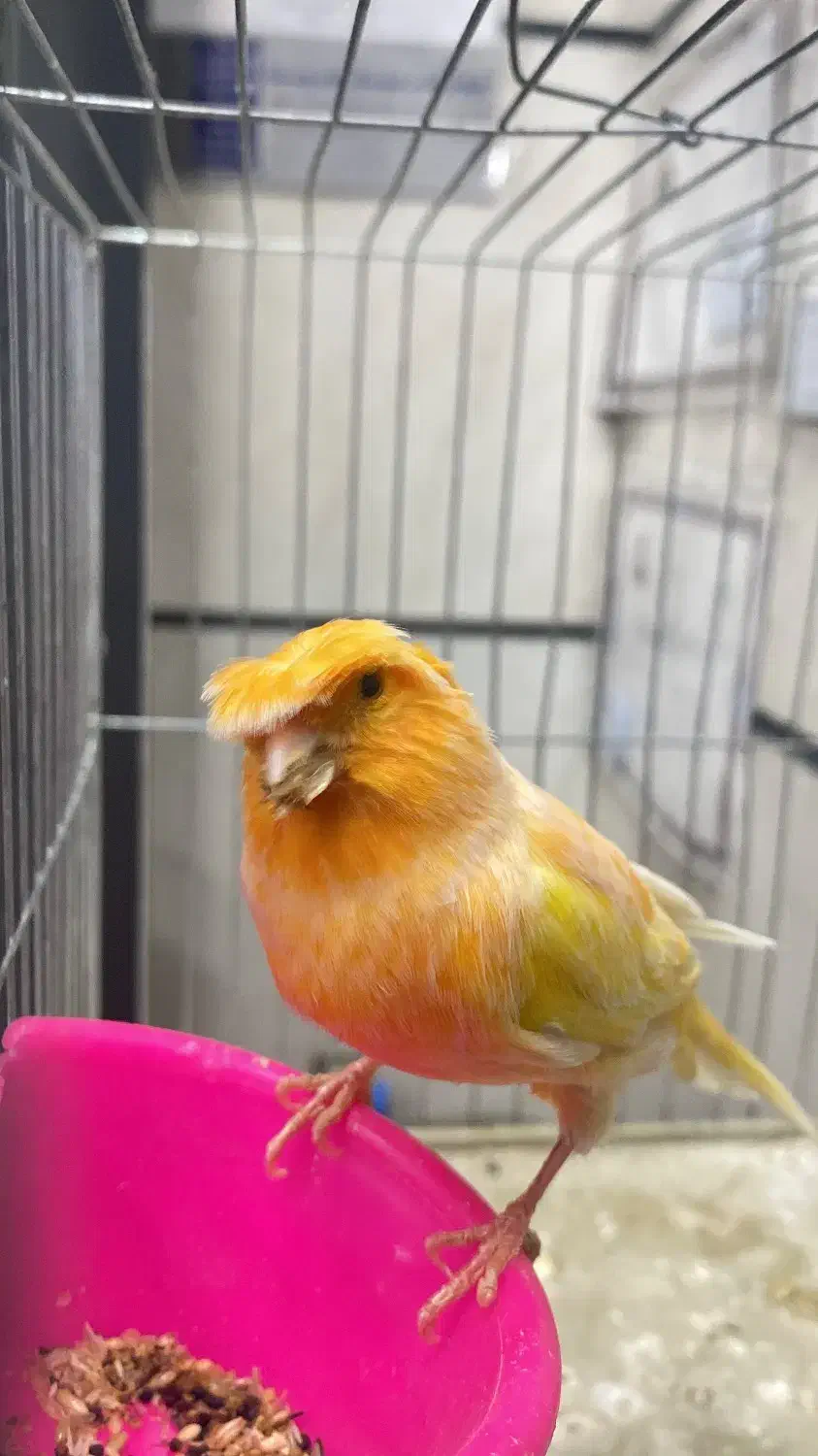 قناری|پرنده|محمدیه-قزوین, |دیوار